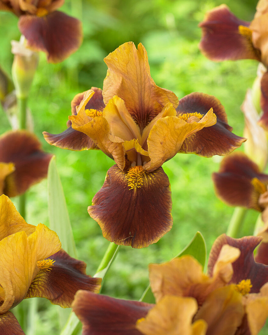 Iris germanica 'Hissy Fit'